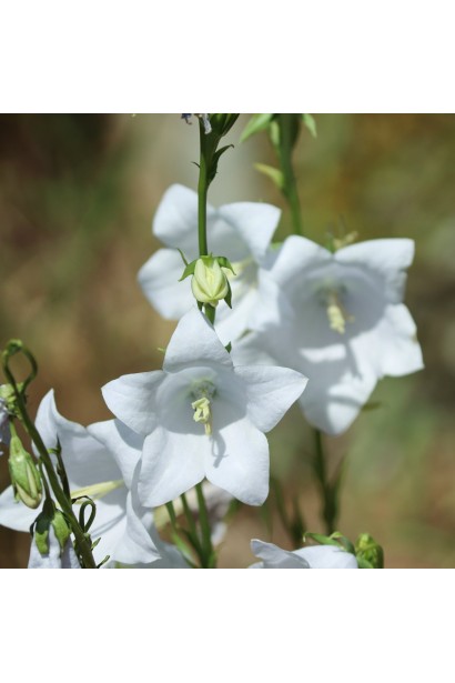 Campanula cochleariifolia Jingle White крупним планом